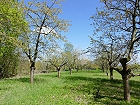 Bild: Obstgarten 01 – Klick zum Vergrößern