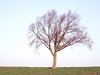 Bild: Einzelner Baum 01 – Klick zum Vergrößern