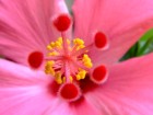 Bild: Hibiskus 01 – Klick zum Vergrößern