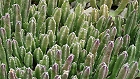 Bild: Kaktus 08: stapelia leenderziae - Aasblume – Klick zum Vergrößern