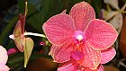 Bild: Orchidee Phalaenopsis Hybride – Klick zum Vergrößern