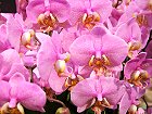 Bild: Orchidee Phalaenopsis Jowa – Klick zum Vergrößern