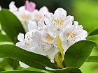 Bild: Rhododendron 04 – Klick zum Vergrößern