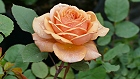 Bild: Rose orange 01 – Klick zum Vergrößern