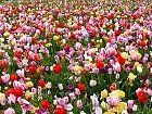 Bild: Tulpen 02 bunt – Klick zum Vergrößern