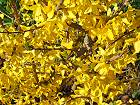 Bild: Forsythia – Klick zum Vergrößern