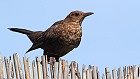 Bild: Amsel auf Bambus – Klick zum Vergrößern