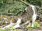 Bild: Katze 08 – Klick zum Vergrößern