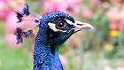 Bild: Pfau 02 – Klick zum Vergrößern