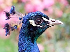 Bild: Pfau 02 – Klick zum Vergrößern