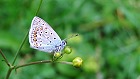 Bild: Schmetterling 32 Ameisenbläuling – Klick zum Vergrößern