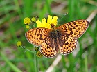 Bild: Schmetterling 33 Kleiner Feuerfalter – Klick zum Vergrößern