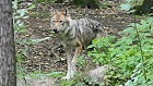 Bild: Wolf 01 – Klick zum Vergrößern